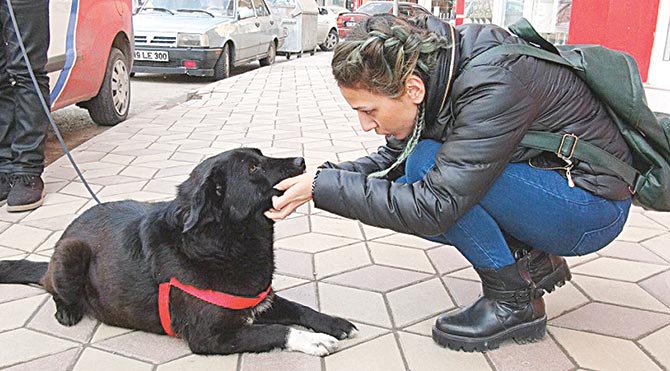 Sokak köpeğine Green Card!
