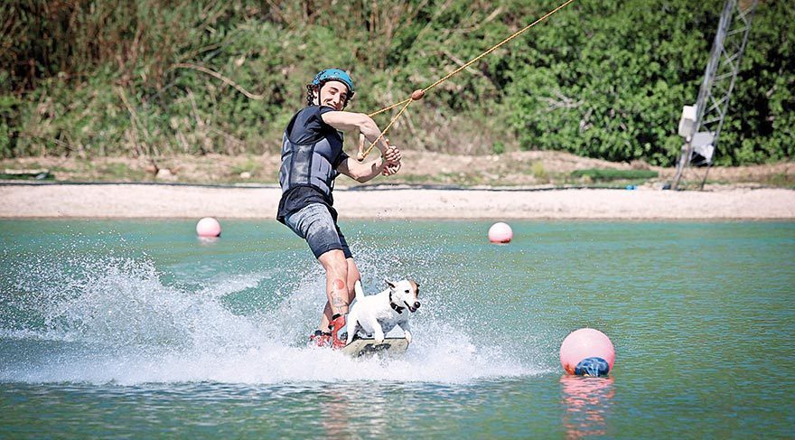 Sörfçü köpekler
