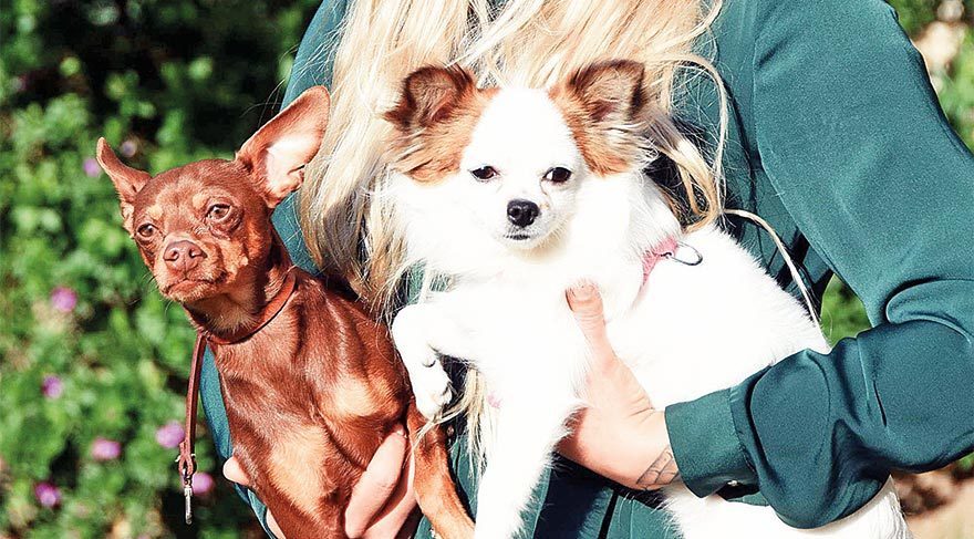 Köpek yetiştiricisiyle davalık oldu