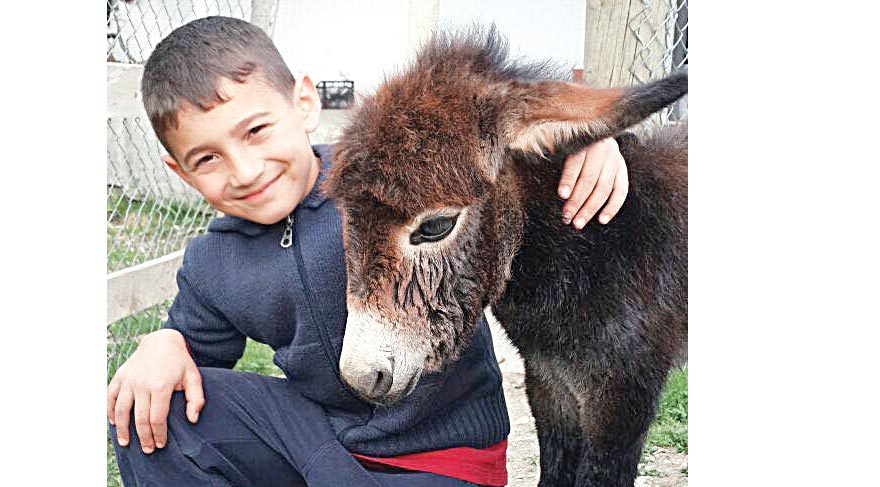 Kangal köpeği sıpaya annelik yaptı