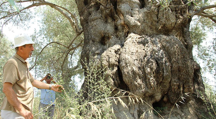 Kuşadası’nda yüzlerce yıllık ağaçlar tespit edildi