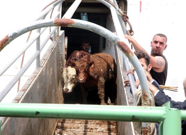 KRUVAZIYER FIRMALARININ LUKS YOLCU GEMILERININ, GUVENLIK GEREKCESIYLE SEFERLERINI IPTAL ETTIKLERI IZMIR'E, TURIST DEGIL AMA, CANLI HAYVAN ITHALATI KAPSAMINDA 3 GEMI DOLUSU, ANGUS CINSI SIGIR GELDI. IZMIR LIMANI'NDAN BU YILIN ILK DORT AYINDA, 32 BIN ANGUSUN ITHALATININ YAPILDIGI BELIRTILDI. (FOTOGRAF DHA MUSTAFA OGUZ IZMIR)