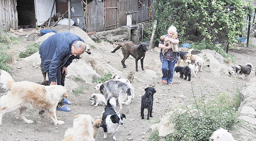 Emekli maaşıyla sokak hayvanlarına bakıyorlar