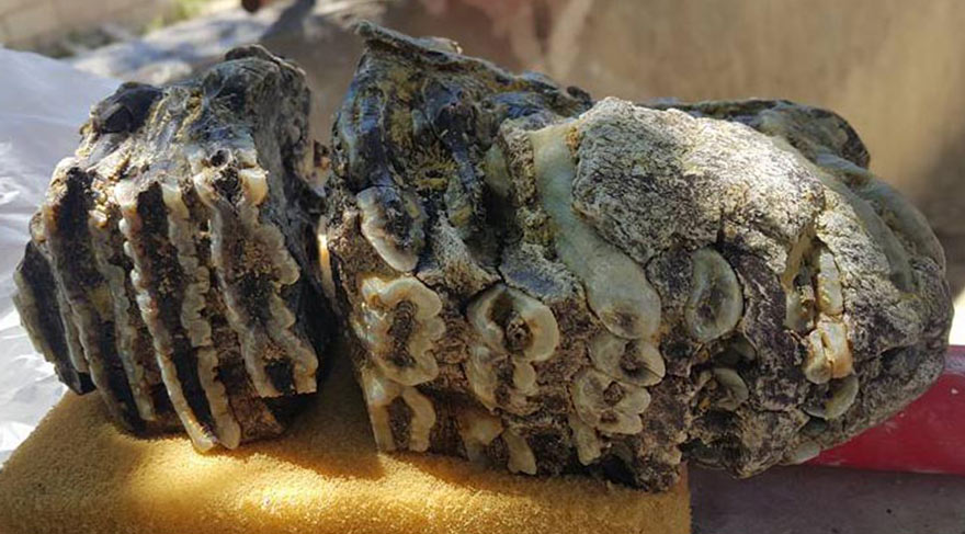 Konya’da 2,5 milyon yıllık mamut dişi fosili bulundu