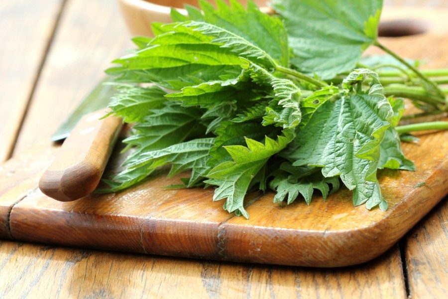Uygun mevsimde toplanmayan ısırgan bitkisini fazla miktarda yemek veya çay şeklinde tüketmek de böbrek taşı oluşumuna neden olabiliyor.