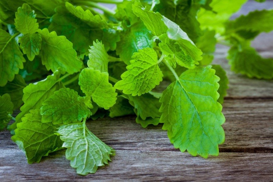 Ancak kullanılan melisanın "melissa officinalis" bitkisinden olması büyük önem taşıyor. Yine akşam yemeğinden sonra sindirimi kolaylaştırıcı bitkilerin tüketilmesinde de bir sakınca bulunmuyor.
