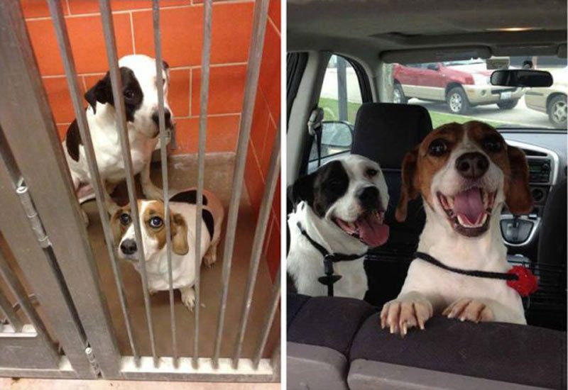 Sahiplenen köpekler öncesi sonrası