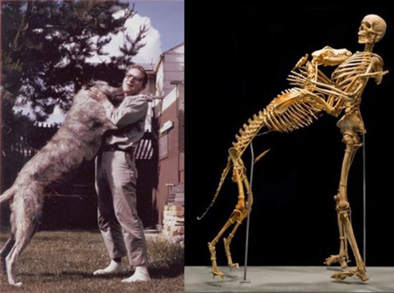 Amerikalı antropolog Grover Krantz ve köpeğinin iskeleti. Ölmeden önce kendisinin ve 3 köpeğinin bedenini bağışladı. Krantz'ın kemikleri, çok sevdiği 72 kilo ağırlığındaki köpeğinin kemikleriyle birlikte, çektirdikleri fotoğrafa uygun olarak birleştirilip müzeye konuldu.