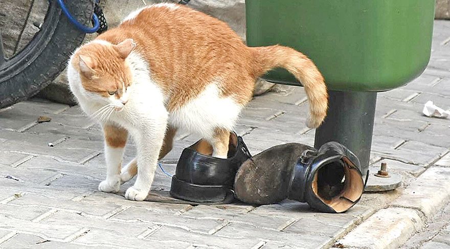 Minik patilere büyük botlar