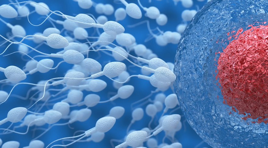 sperm