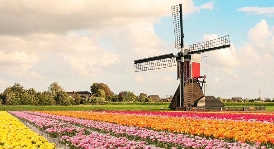 Hollanda tarım ürünü ihracatında rekor kırdı