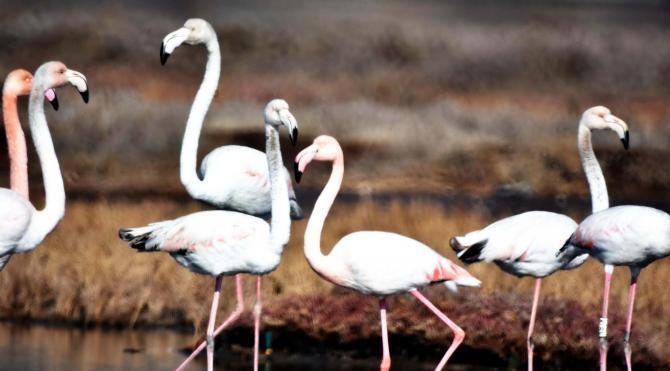Tuzla Sulak Alanı'nın 'kuş cenneti' olması için proje
