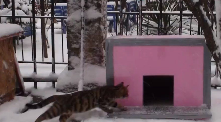 (fotoğraf temsili) Engeler'in amacı kedilerin barınması için apartmanının bahçesine kedi evi yapmaktı...