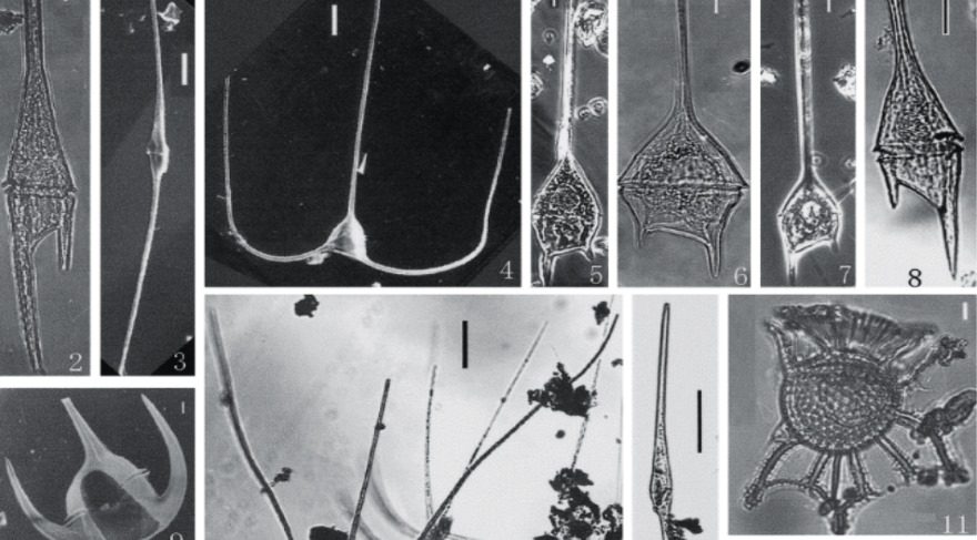 Bilim insanları, ışıldayan deniz planktonlarının genetik evrimini ilk kez haritaladı