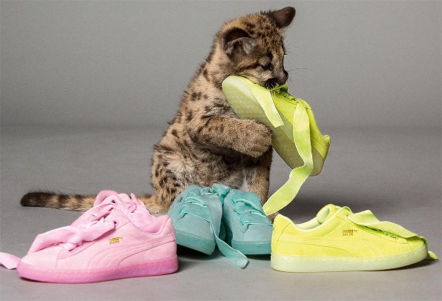 puma1