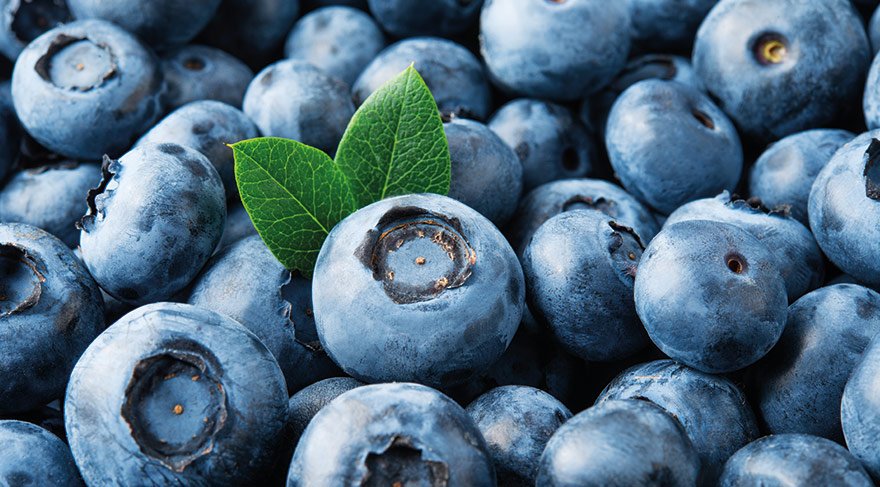 bilberry