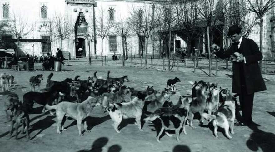 ‘Dört Ayaklı Belediye: İstanbul’un Köpekleri’ sergisi