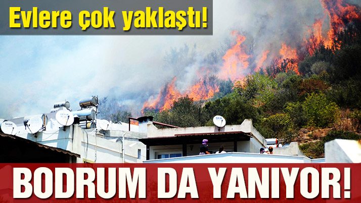 Hektar hektar yanan ormanlar artık daha fazla yanmaz.