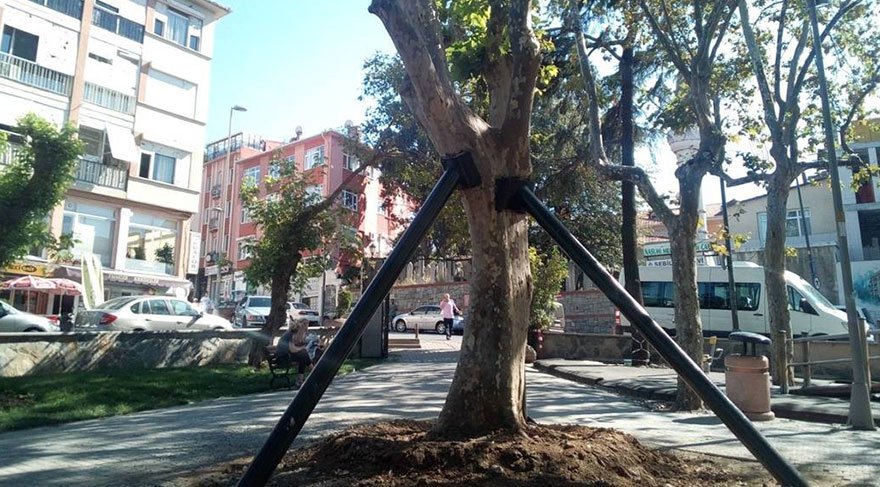 Çengelköy’deki tarihi çınar iyileşiyor