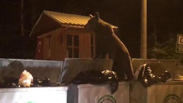Türkiye'nin de bazı bölgelerinde zaman zaman ayılar şehre inip yemek arıyor.