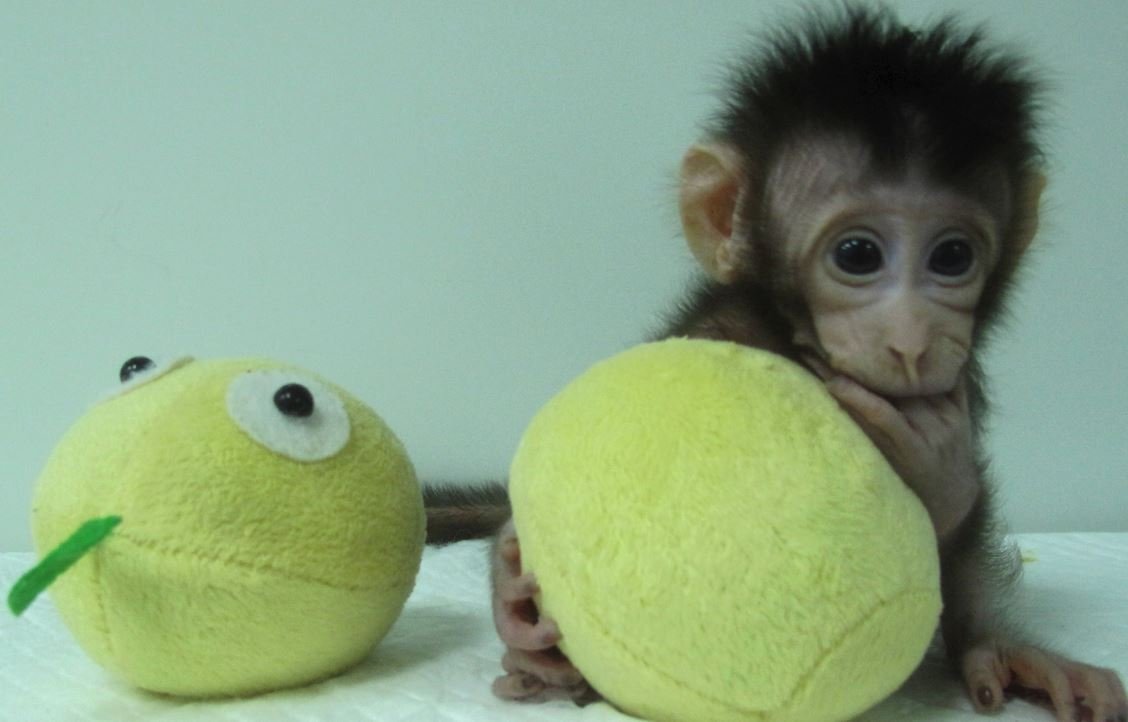 Tıp dünyasında ilk… Bu sefer maymun klonladılar