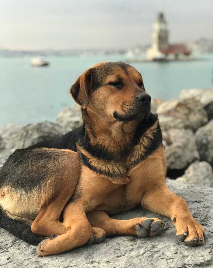 kopek