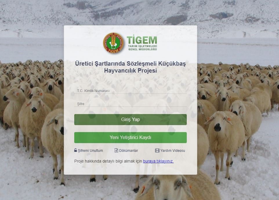 tigem-giris-basvuru-300-koyun