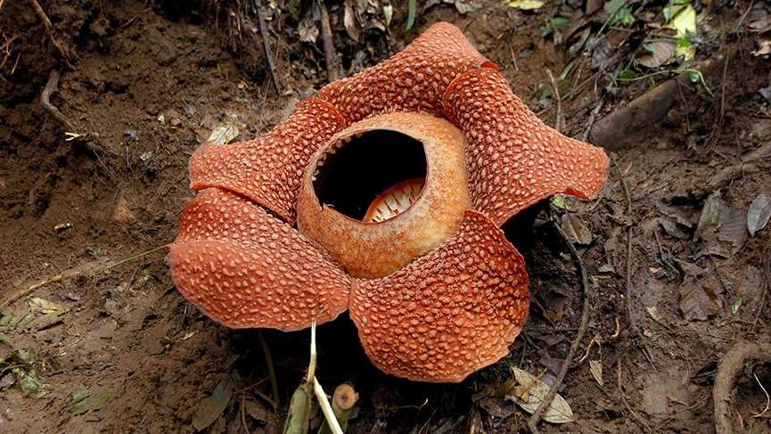 a rafflesia parazita