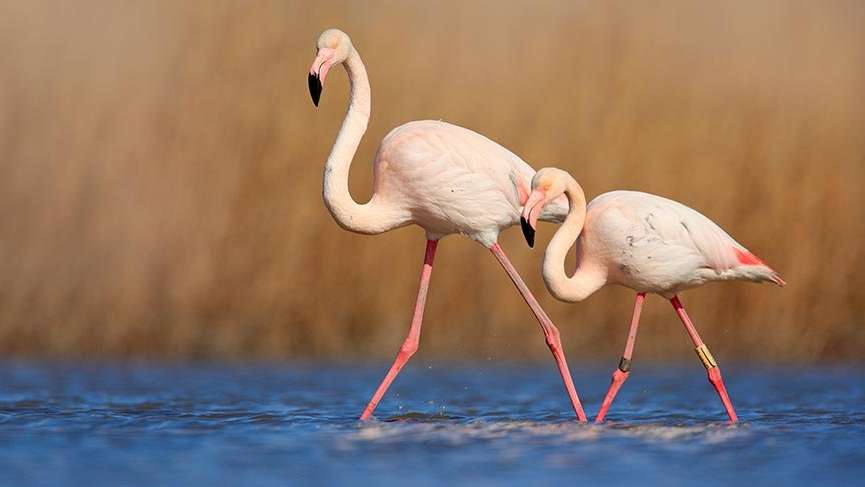 Flamingoların dansına yolculuk