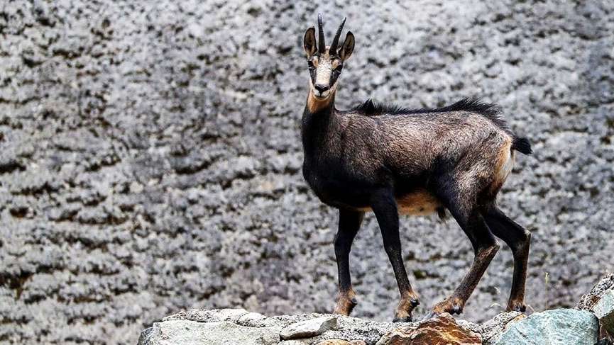 Koruma altındaki çengel boynuzlu dağ keçilerinin sayısı 60’a çıktı