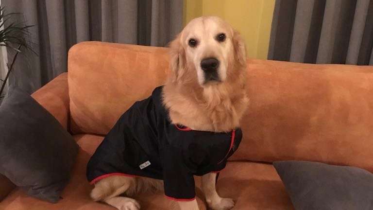 Mecnun öldü, veteriner ‘test yapmak zorunda değildim’ dedi