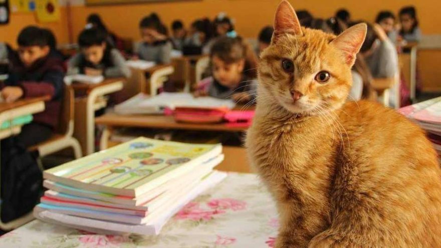 Veli şikayetiyle uzaklaştırılan Tombi, yeniden okula döndü