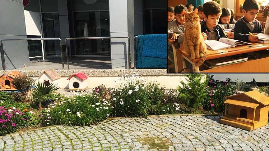 Tombi’yi sınıfa döndüren müdür bahçede de kedi besliyor