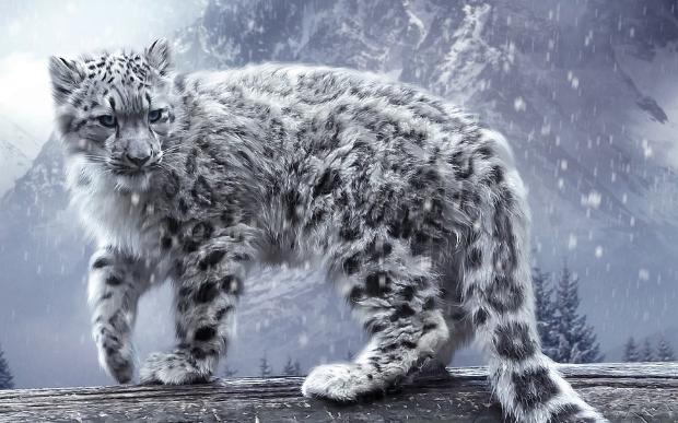 Kar leoparı