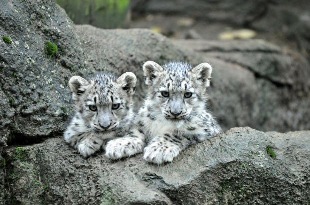 Kar leoparı