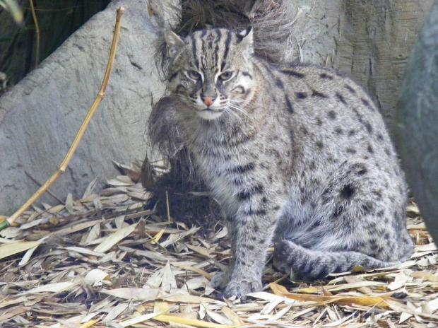 Balıkçı Kedi