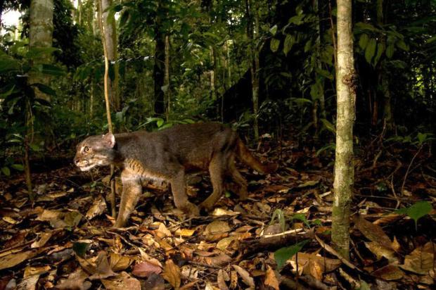 Borneo altın kedisi