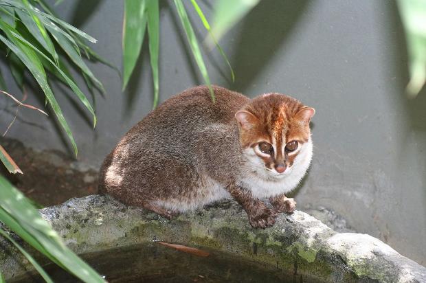 Düz başlı kedi