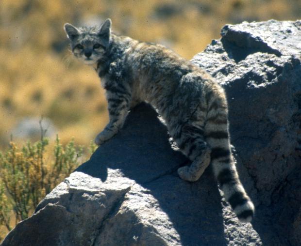 Andean Dağ Kedisi