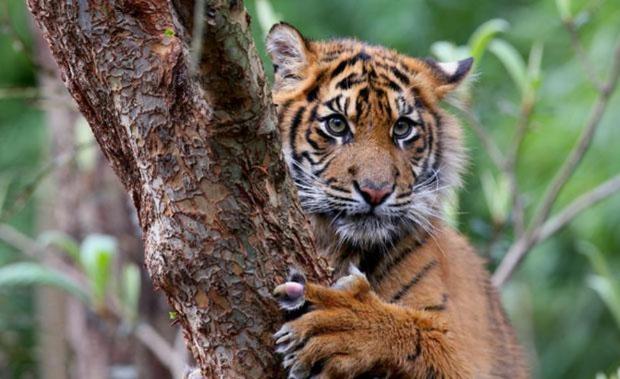 Sumatra Kaplanı