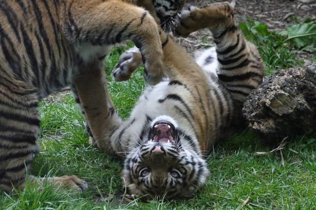Sumatra Kaplanı