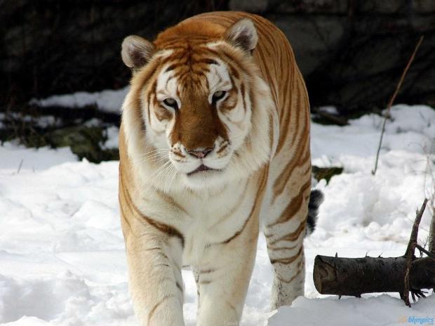 Golden Tabby Tiger