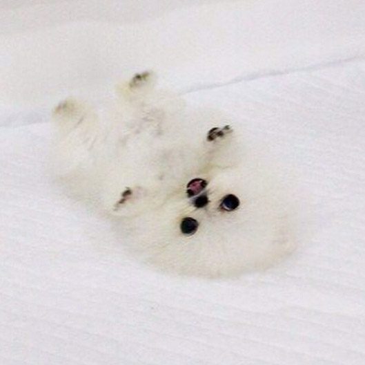 paris-hilton-Pomeranian-Boo-3