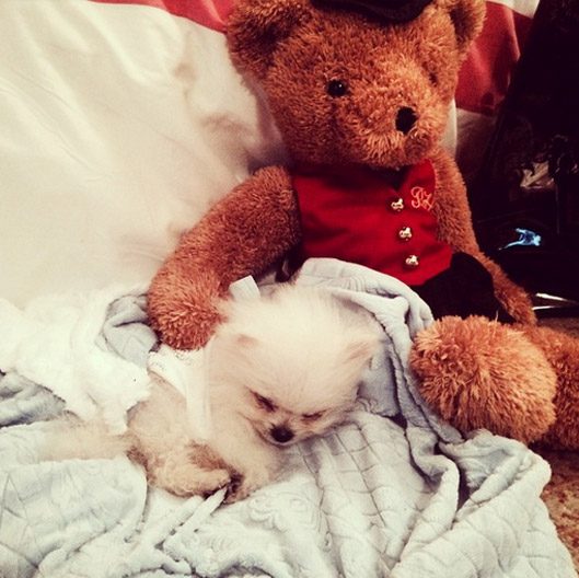 paris-hilton-Pomeranian-Boo-4