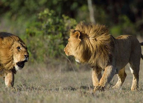 Kenya Ol Pejeta Conservancy'de safariye çıkanlar bu korkunç kavgaya şahitlik etti.