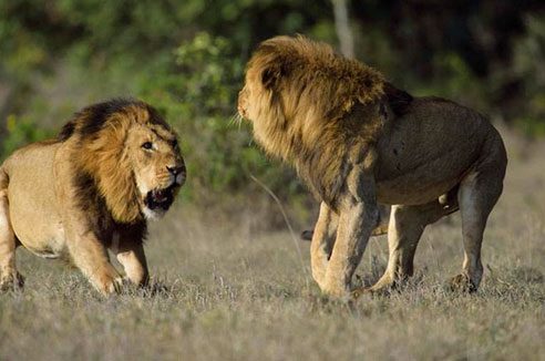Vahşi yaşam fotoğrafçısı Margot Raggett, iki erkek aslanın kavga anını görüntüledi.