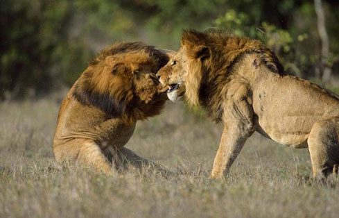 Dişinin sahibi durumunda bulunan erkek aslan kan revan içerisinde kalmasına rağmen rakibini alt edip kovalamayı başardı.