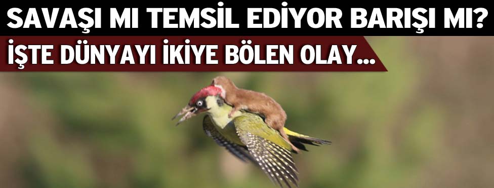 Ağaçkakan ve Gelinciğin Yaşam Savaşı Ağaçkakan ve Gelinciğin Yaşam Savaşı