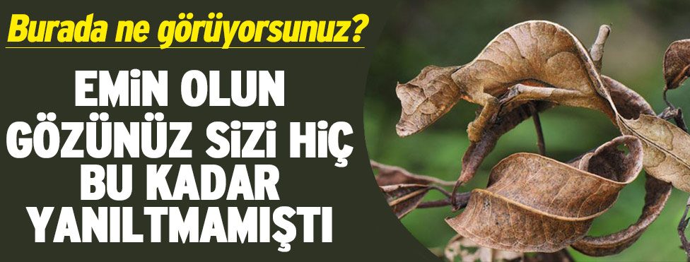 Onu görebiliyor musunuz? Sözcü Gazetesi