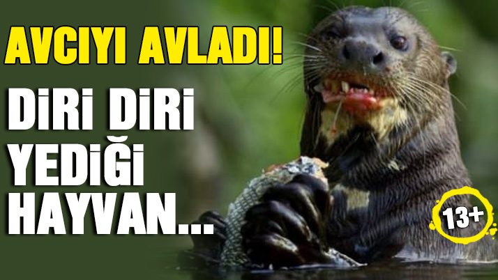 Hayvanlar dünyasından vahşi kareler! Sözcü Gazetesi